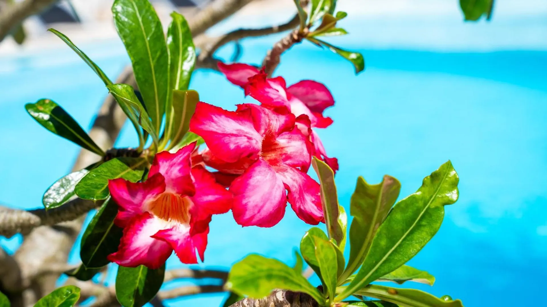 Boutique Hotel Las Flores Punta Cana